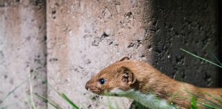 Czy Mustela to emolient?