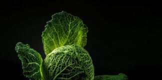 Jak zrobić surowa kapustę?