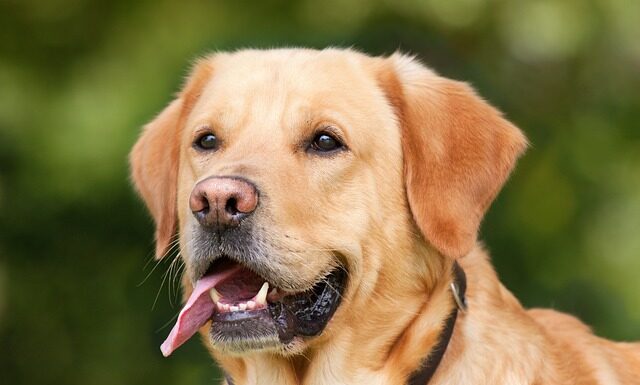 Jak usunąć stare plamy z krwi menstruacyjnej?