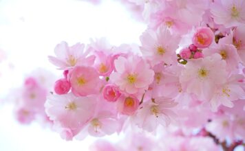 Jakie rośliny lubią dużo wody?