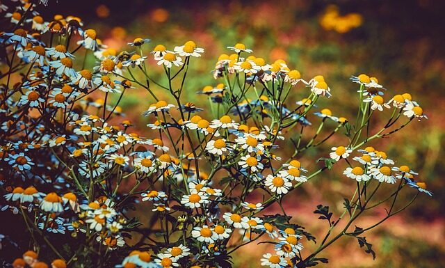 Co to jest matecznik pszczeli?