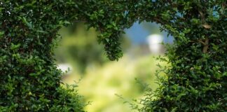 Ile czasu parzy się zieloną herbatę?