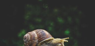 Do czego służy srebrna taśma?