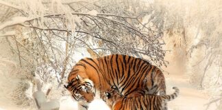 Czy matka pszczela może użądlić?