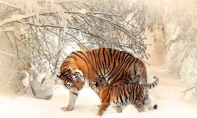Czy matka pszczela może użądlić?
